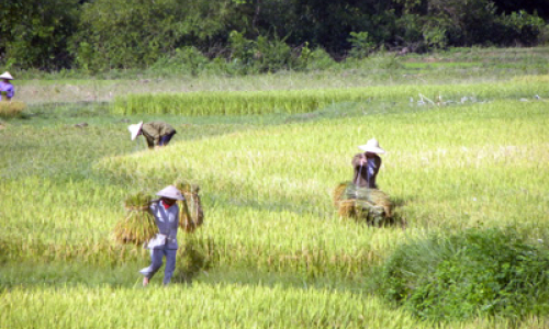 Minh Tiến: Hối hả thu xuân làm mùa