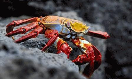 Quần đảo Galapagos rút khỏi danh sách "nguy cấp" UNESCO