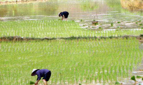 Khi khuyến nông làm dịch vụ