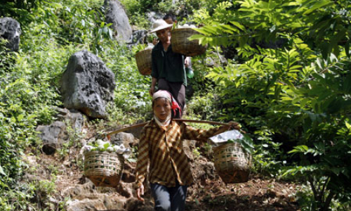 Vươn lên làm giàu từ trồng na và chăn nuôi