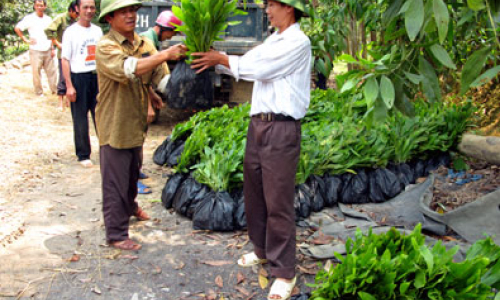 Trồng rừng 2010: Khó khăn trong giai đoạn nước rút