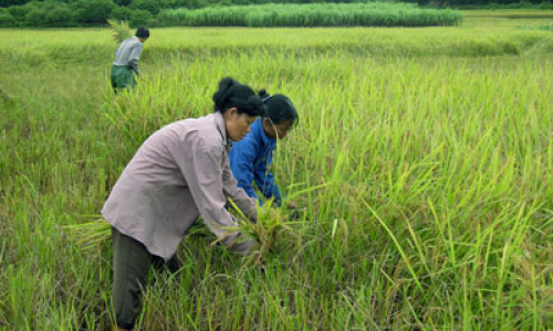 Hữu Lũng hối hả vụ mùa sớm