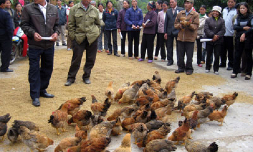 Hội thảo mô hình chăn nuôi gà an toàn sinh học