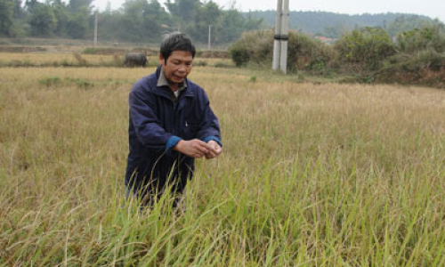 Cánh đồng thừa sáng thiếu thu