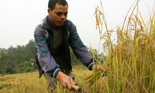 "Mùa vàng" ở Cao Lộc