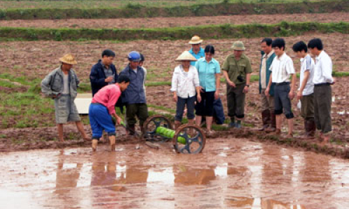 Sản xuất đông xuân 2010 - 2011: Giá giống tăng cao – Chủ động giảm chi phí sản xuất