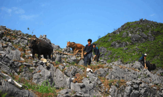 Lên cao nguyên đá Ðồng Văn