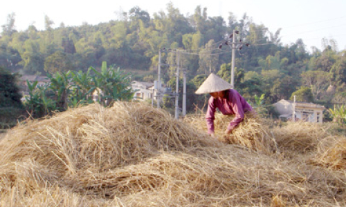 Thanh Loà, Thạch Đạn (Cao Lộc): Chủ động phòng chống rét cho đàn trâu, bò