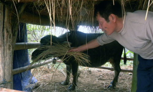 Phòng, chống dịch lở mồm long móng: Chuyện ghi ở Hoàng Sơn