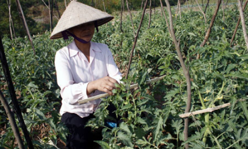 Ngân hàng chính sách Hữu Lũng: Tăng cường thu lãi, thu nợ cuối năm