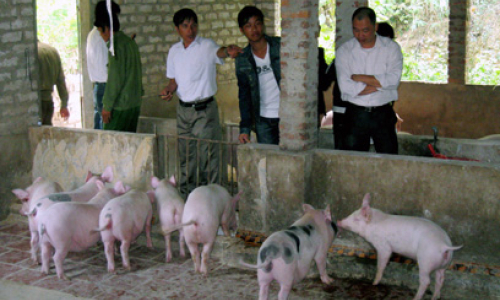 Ngân hàng Chính sách đưa mùa xuân đến với bản làng