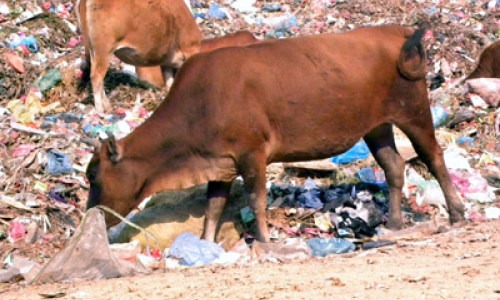 Rét hại: Văn Lãng gian nan bảo vệ đàn gia súc