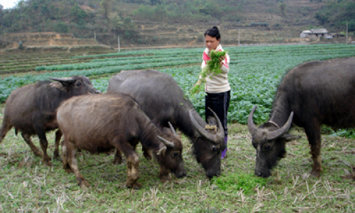 Chu Túc chủ động phòng, chống bệnh LMLM cho đàn gia súc