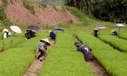 Đình Lập tập trung phát triển kinh tế đồi rừng