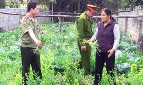 Lạng Sơn: Nỗ lực ngăn chặn tái trồng cây thuốc phiện