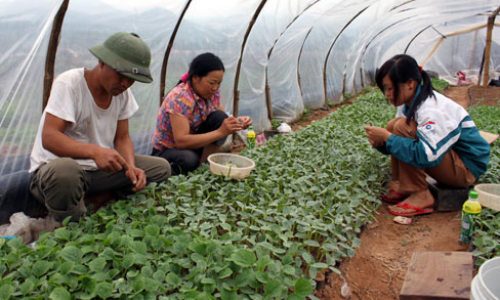 Những nhà khoa học "chân đất"