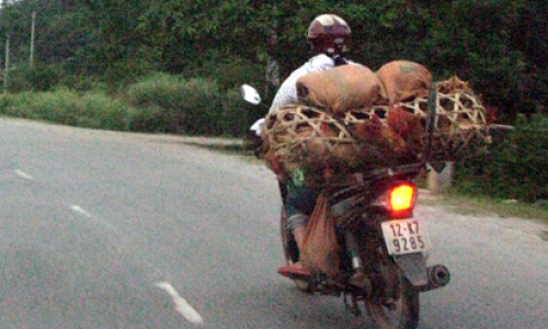 Một đêm săn gà đầu đỏ