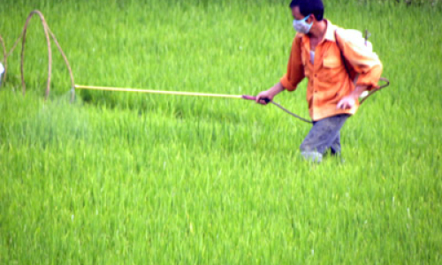 Phát triển sản xuất: Nông dân cần sợi dây liên kết