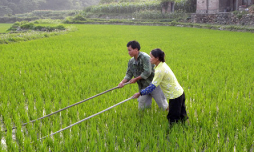 Lộc Bình: Chủ động "đón đầu" sâu, bệnh hại