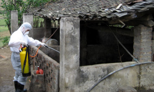 Văn Quan nỗ lực phòng, chống dịch bệnh trên đàn vật nuôi