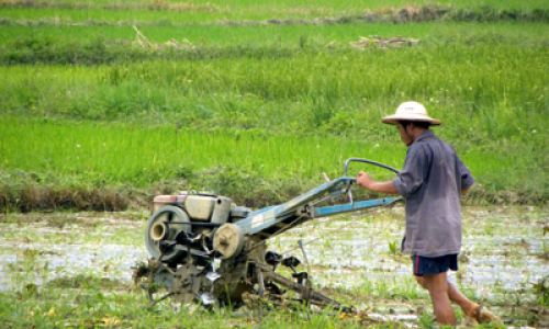 Bắc Sơn: Rộn ràng mùa sớm