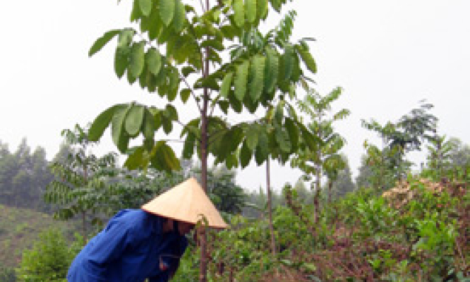 Thanh niên Hữu Lũng với phong trào lập thân, lập nghiệp và phát triển kinh tế