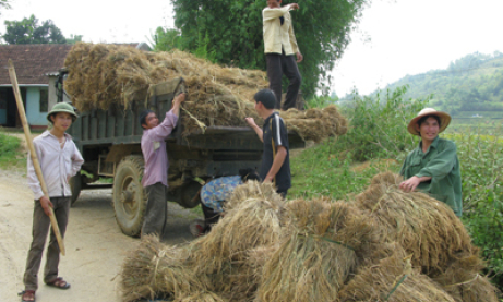 Vùng na: Hối hả mùa gặt