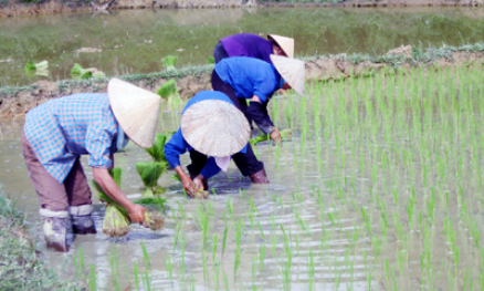 Hữu Lũng đẩy mạnh gieo trồng, chăm sóc lúa mùa