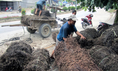 Tràng Định: Dân bỏ thạch đen trồng sắn cao sản