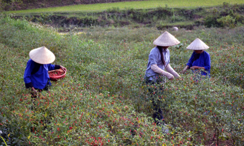 Vân Thuỷ làm tốt công tác "xoá" chi bộ ghép