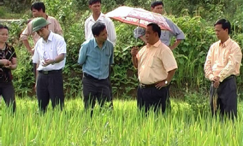 Giống lúa mới trên vùng đất khô: "Chìa khóa" tăng thu nhập cho người nông dân