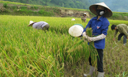 Hữu Lũng: Rộn ràng mùa sớm