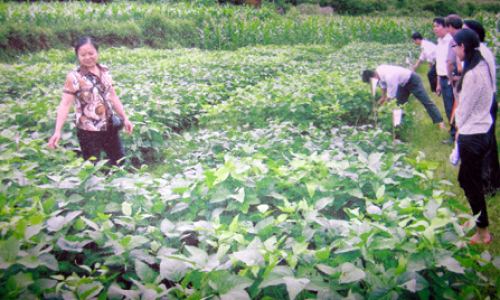 Trồng lạc năng suất cao: Thúc đẩy chuyển đổi cơ cấu cây trồng