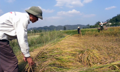 Mất mùa diện rộng: Bài học về chuyển dịch cơ cấu mùa vụ