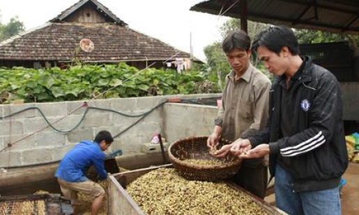 Chiềng Ban, mùa cà-phê chín