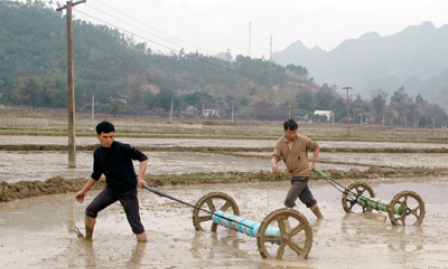 Gieo thẳng lúa bằng giàn kéo tay, lợi ích thiết thực cho nông dân