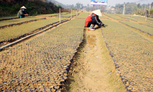 Lộc Bình sẵn sàng ngày ra quân đầu xuân