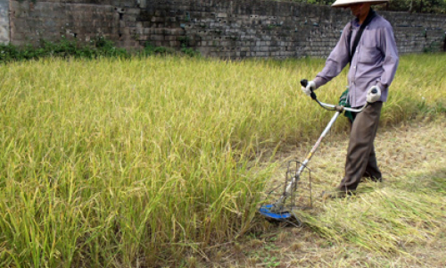 Thiệt hại vụ lúa mùa - nguyên nhân và giải pháp khắc phục