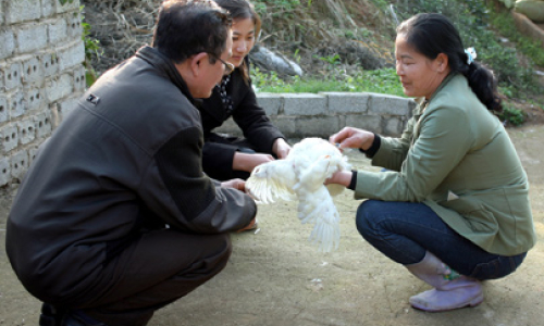 "Anh hùng đâu cứ phải mày râu"