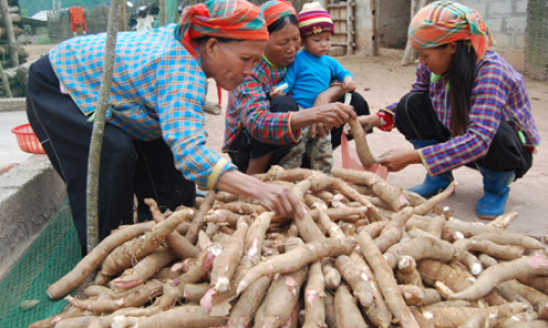 Phát triển cây sắn, nông dân nên thận trọng