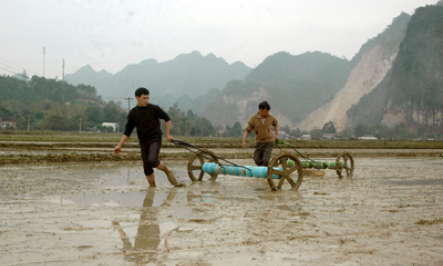 Cần mở rộng diện tích lúa gieo thẳng trong vụ xuân 2012