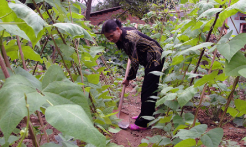 Cựu thanh niên xung phong tích cực phát triển kinh tế