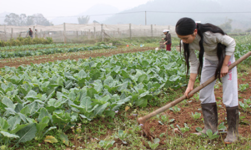 Về vùng rau sạch Nà Chuông