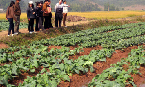 Nhân rộng mô hình sản xuất rau an toàn góp phần nâng cao chất lượng vệ sinh an toàn thực phẩm