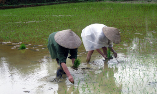 Hữu Lũng đẩy mạnh gieo trồng, chăm sóc lúa xuân