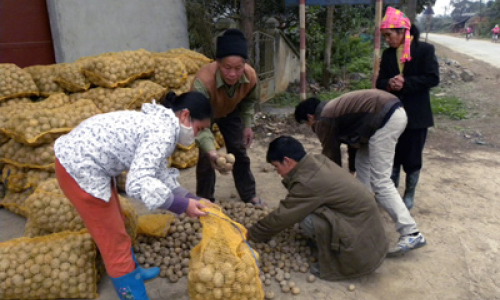 Khoai tây rớt giá: Nhà nông lao đao