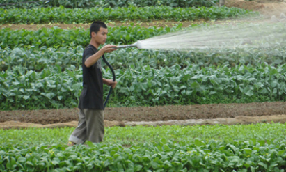 Cho thuê đất trồng rau: Người nông dân bỏ phí lợi thế làm giàu