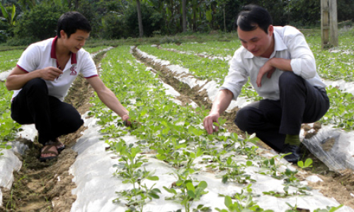 Triển vọng vùng lạc năng suất cao