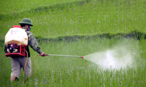 Hữu Lũng: Chủ động phòng trừ sâu bệnh hại lúa xuân