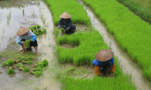 Lộc Bình đẩy nhanh tiến độ sản xuất vụ mùa